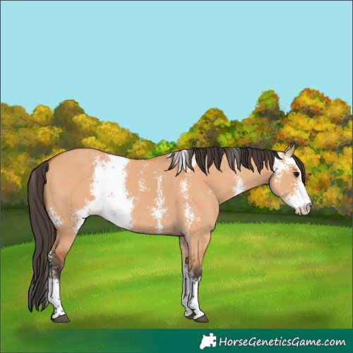 Horse Color:Bay Dun Sabino