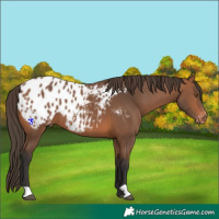 Horse Color:Bay Blanket 