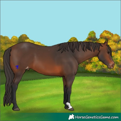 Horse Color:Brown Appaloosa