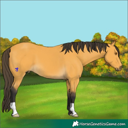 Horse Color:Buckskin 