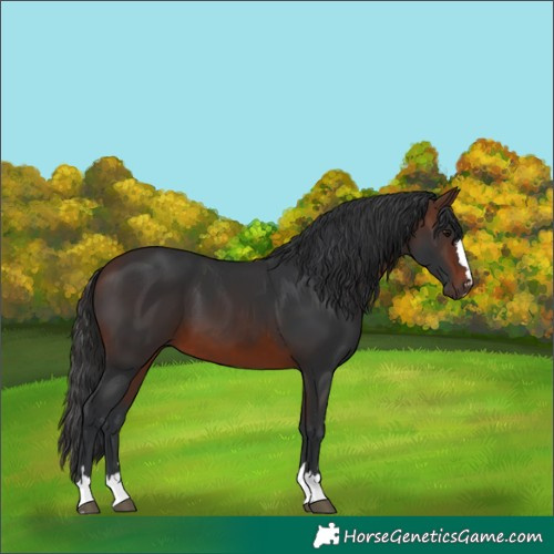 Horse Color:Brown