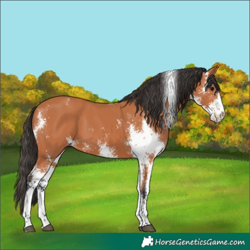 Horse Color:Bay Sabino 