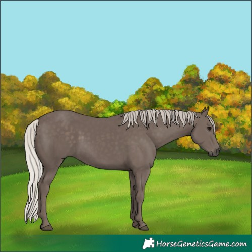 Horse Color:Silver Black 