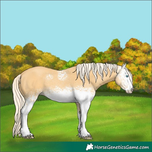 Horse Color:White Spotted Gold Cream Champagne 