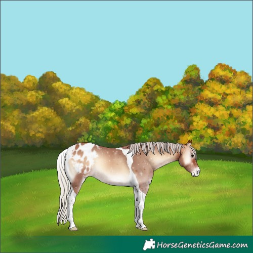 Horse Color:Silver Bay Onyx Tobiano Blanket 