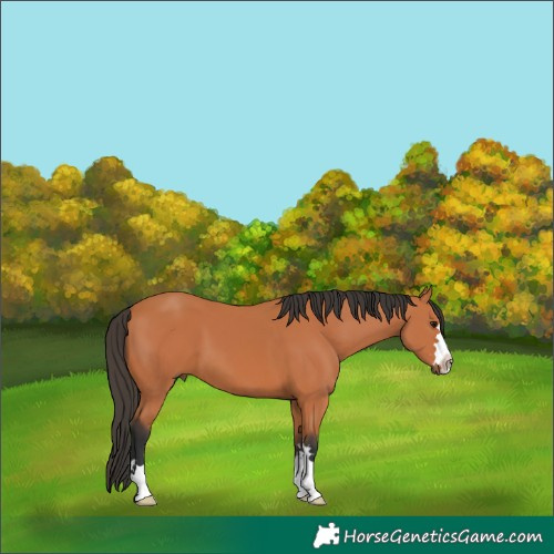 Horse Color:Bay 