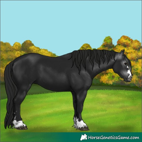 Horse Color:Gray Black 