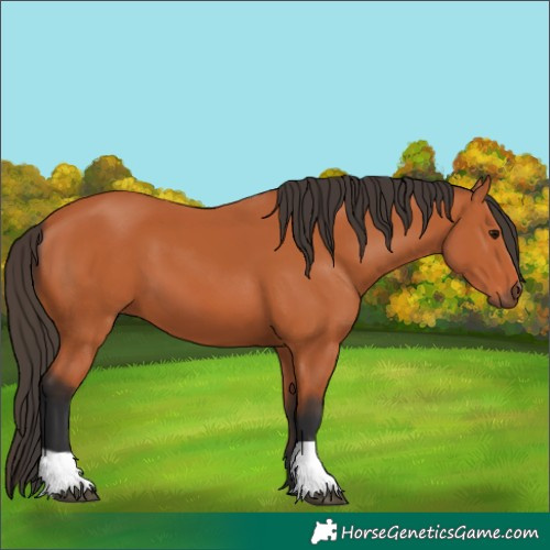 Horse Color:Unknown 