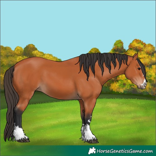 Horse Color:Unknown 