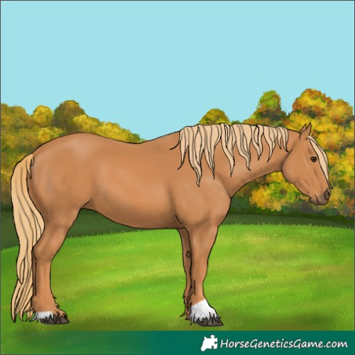 Horse Color:Unknown 