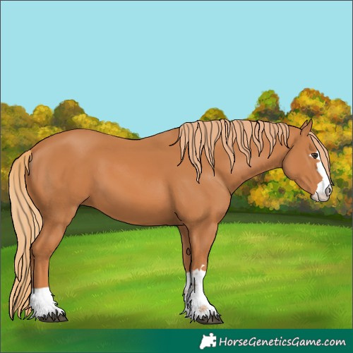 Horse Color:Unknown