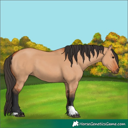 Horse Color:Unknown 