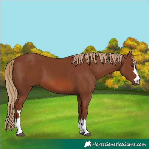 Horse Color:Chestnut 