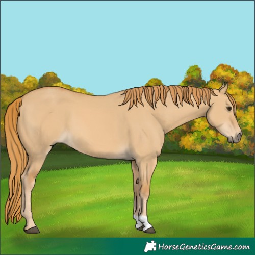 Horse Color:Red Dun