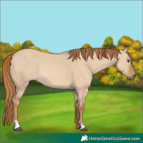 Horse Color:Red Dun 