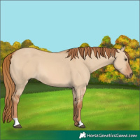 Horse Color:Red Dun