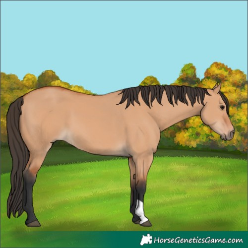 Horse Color:Bay Dun 