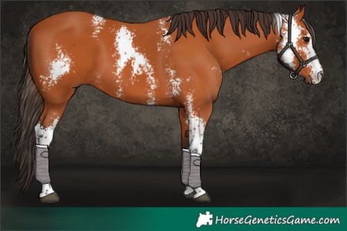 Horse Color:Bay Sabino