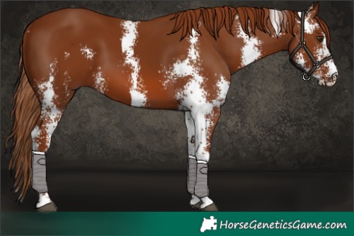 Horse Color:Chestnut Sabino 