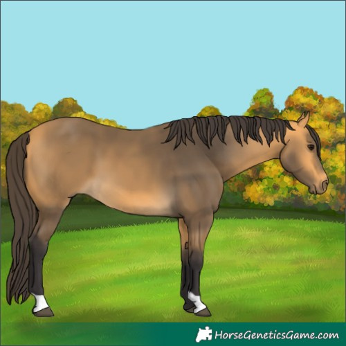Horse Color:Buckskin 
