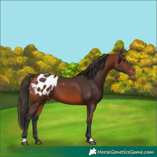 Horse Color:Bay Appaloosa