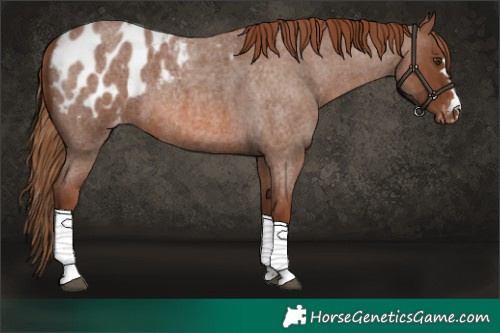 Horse Color:Red Roan Appaloosa