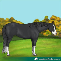 Horse Color:Black Splash