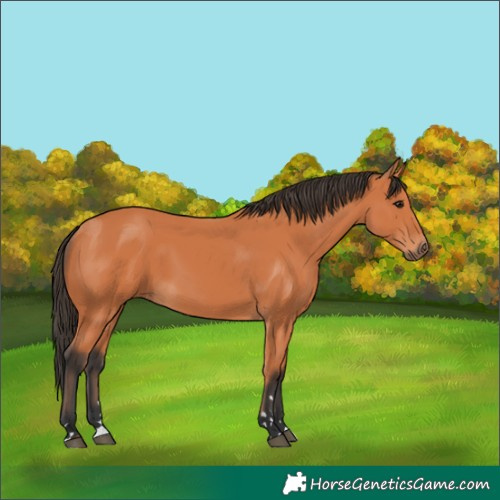 Horse Color:Bay 