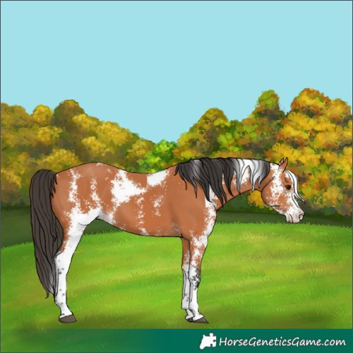 Horse Color:Bay Sabino 