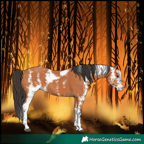 Horse Color:Bay Sabino