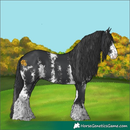 Horse Color:Black Sabino 