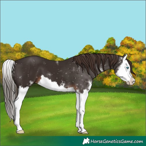 Horse Color:Liver Chestnut Sabino Splash