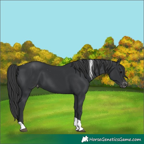 Horse Color:Black Tobiano Varnish