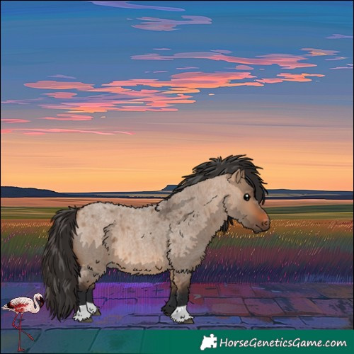 Horse Color:Bay Roan Dun