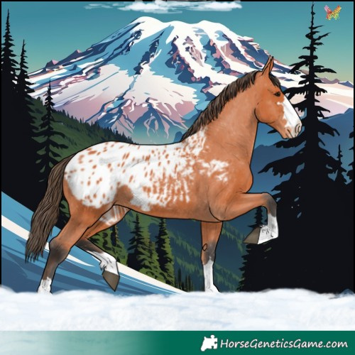 Horse Color:Bay Appaloosa