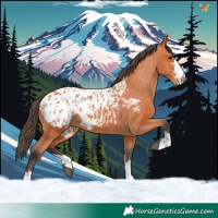 Horse Color:Bay Appaloosa