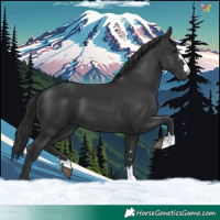 Horse Color:Black 