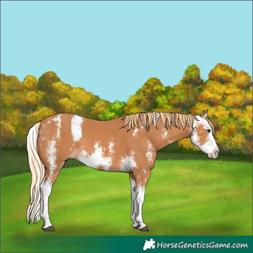 Horse Color:Chestnut Sabino Splash 