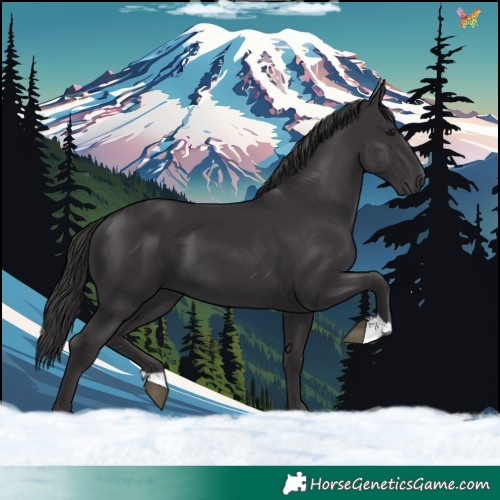 Horse Color:Smoky Black 