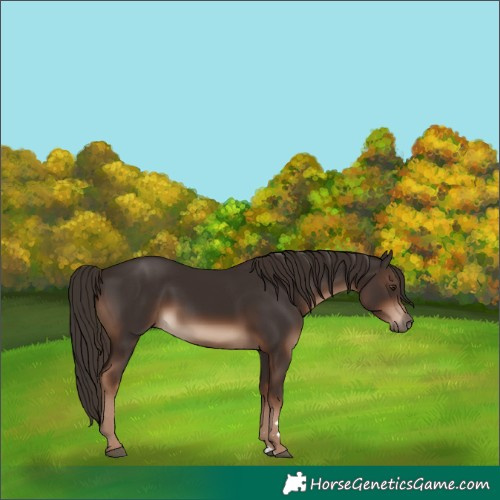 Horse Color:Liver Chestnut Rabicano 