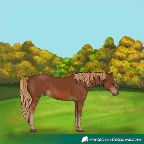 Horse Color:Chestnut Rabicano 
