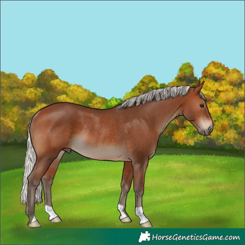 Horse Color:Unknown 