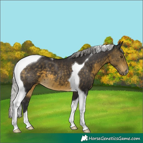 Horse Color:Silver Buckskin Tobiano