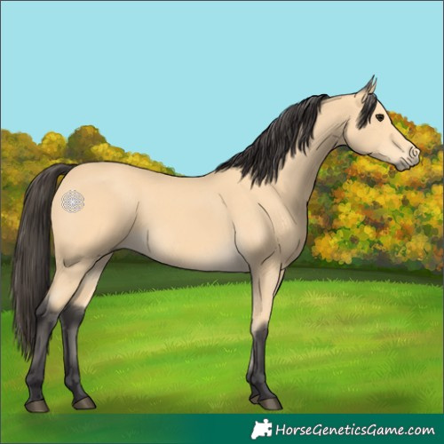 Horse Color:Buckskin 