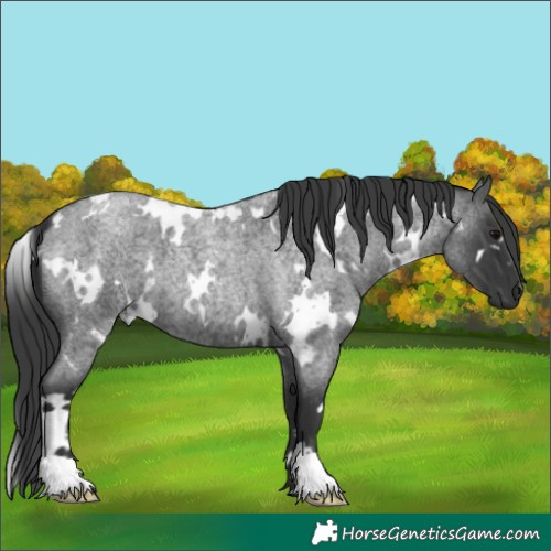 Horse Color:White Spotted Blue Roan 
