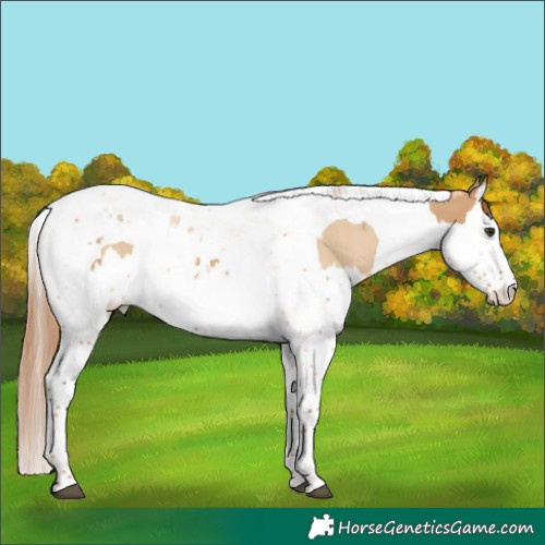 Horse Color:Red Dun Splash Tobiano  and Red Dun Splash Tobiano 