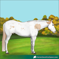 Horse Color:Red Dun Splash Tobiano  and Red Dun Splash Tobiano 