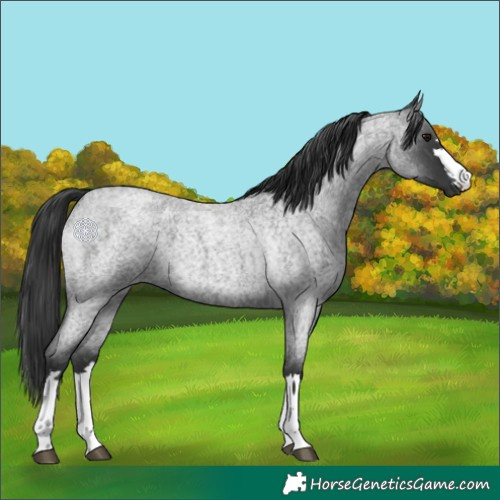 Horse Color:Blue Roan