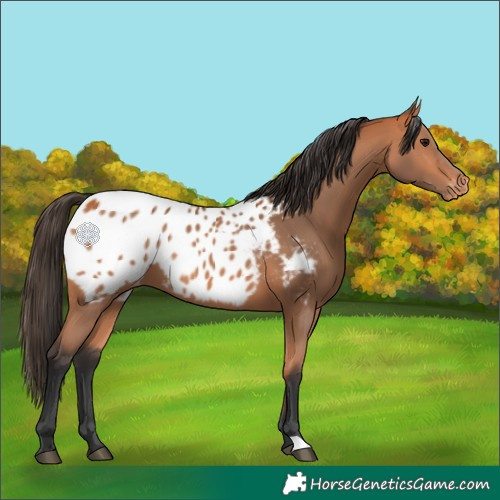 Horse Color:Bay Blanket 