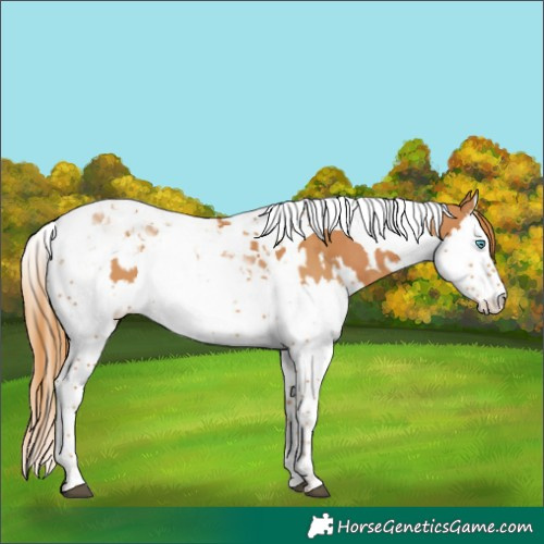 Horse Color:Chestnut Splash Tobiano and Chestnut Splash Tobiano